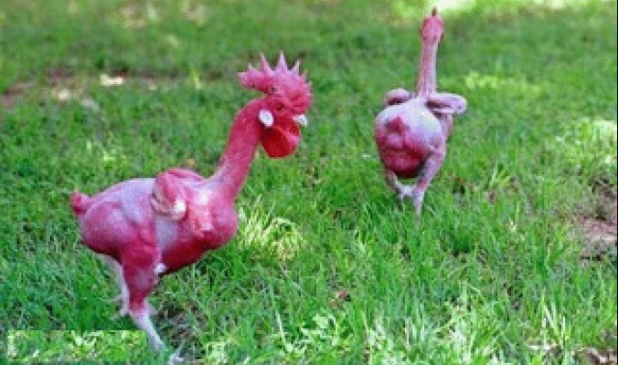 Image result for ‫دجاج بدون ريش‬‎