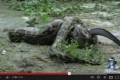 بالفيديو... ثعبان ينتقم من التمساح الذي يلتهم اطفاله ويأكله حيا بلا رحمة أو شفقة