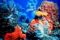 الشعاب المرجانية... أهم الكائنات البحرية