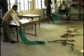 بالفيديو : هندي يطلق عشرات الأفاعي في مكتب حكومي !