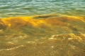 شاطئ أصفر ينمو على بعض السواحل الإماراتية... وتأهب وخوف من المد الأحمر