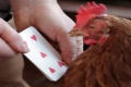 بالفيديو: دجاجة تتقن العد حتى الرقم 7