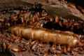 600 مستقبل رائحة في النملة الواحدة... معشر النمل يتمتع بحاسة شم استثنائية هائلة