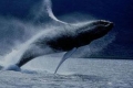 بالفيديو...الحوت الأحدب النادر يظهر لأول مرة في مياه البحر الأحمر وتخوفات من استيطانه في المنطقة