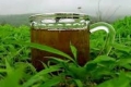 دراسة: الشاي الأخضر يحمي الحامل من الأمراض
