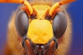 شاهد حشرات تحت الميكرسكوب بأشكال رائعة
