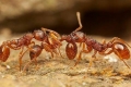 النمل ينشر رائحة عند موته تنبه بقية الأفراد بضرورة دفنه