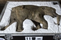 بالصور.. متاحف لندن تعرض جثة لفيل عمره 42 ألف سنة
