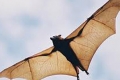 “ميداس”.. الخفاش الأغرب فى العالم