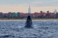 الحيتان أيضا تقضي عطلة صيفية في منطقة مانهاتن بنيويورك الامريكية
