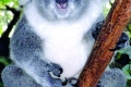 القفازات تتدفق على حيوان الكوالا في أستراليا