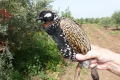 إطلاق أول محطة لمراقبة الطيور في مرج ابن عامر... فلسطين غنية بالتنوع الحيوي بـ 530 ...