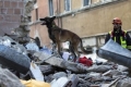 هل تستطيع الحيوانات فعلًا استشعار الزلازل قبل حدوثها؟