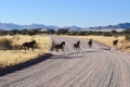 «خيول ناميبيا البرية» أكثر الخيول عزلة في العالم