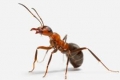 بعد 20 عاما من الغزو.. اكتشاف ترياق طبيعي يقضي على مستعمرات “النمل الأسود المجنون”