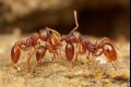 هل تعرف/ين كيف يفكر النمل؟