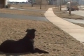 بالفيديو .. مليون ونصف مشاهد لكلب يستقبل صديقه ويحمل عنه حقيبة المدرسة