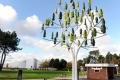 باحثون يطورن أشجارا لتوليد الكهرباء