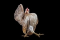 بالصور: دجاج محارب يتبختبر بأبهة