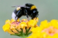 دراسة جديدة: النحل يمكنه الطيران لإرتفاعات أعلى من جبل إيفرست .. إرتفاعات يمكنها أن تقتل ...