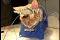 علماء يفتحون جماجم القطط ويوصلون أدمغتها بالكهرباء