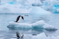 “الجليد قد يختفي في غضون 10 سنوات”! علماء يحذرون من “سيناريو مخيف” للقطب الشمالي
