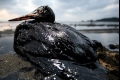 هل تغنم الشركات الكبرى النفط وتترك النفايات؟