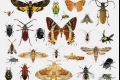 هل يمكن للحشرات أن تنقرض؟ وكيف تتأثر حياة البشر لو انقرضت؟