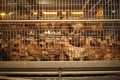 صناعة اللحوم في الولايات المتحدة تحشر الحيوانات بكثافة مخيفة على برازها وتحقنها بكثير من المضادات ...