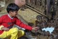 قرية هندية تعبد 20 ألف فأر