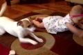 بالفيديو .. كلب يٌعلم رضيعة كيف تحبو ويحصد 7 مليون مشاهدة