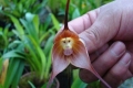 بالصور:الزهرة القرد!!!