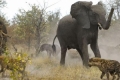 صور مثيرة لفيلة تدافع عن صغارها ضد قطيع من الضباع المتوحشة
