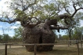 أعتق شجرة في العالم تقدم قرائن لحل الألغاز المناخية المحيرة