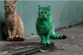بالفيديو.. قط أخضر زمردي غريب يظهر في شوارع بلغاريا ويصيب الناس بالدهشة