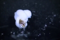 بالتصوير البطيء: شاهد كيف تتحول حبة الذرة إلى بوشار!