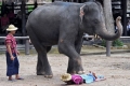 التدليك بواسطه الأفيال في في تايلند