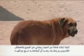 بالفيديو : كلبة تنقذ طفلا وترضعه مع جرائها