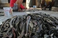 «مسلخ الثعابين» تعذيب من أجل الصناعة الفاخرة