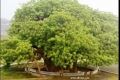 بالصور... اقدم و اكبر شجرة في العالم شجرة غريبة الشكل وليس لها نظير
