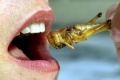 الأمم المتحدة: أكل الحشرات قد يساعد في مكافحة البدانة
