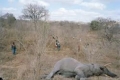نفوق 19 فيلا ووحيدي قرن في زيمبابوي بسبب موجة الجفاف