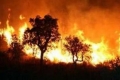 حريق هائل يلتهم اكثر من 2000 شجرة زيتون في طولكرم