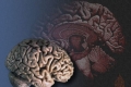 معلومات غريبة ستصدمك.... متى يتوقف دماغ الانسان عن النمو؟؟؟