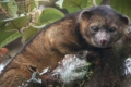 إكتشاف نوع جديد من اللبائن يعيش على أكل اللحوم في غابات كولومبيا وإكوادور