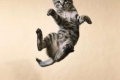 قطط بتسعة أرواح: كيف تستطيع القطة أن تقفز من أماكن مرتفعة وتهبط بأمان؟!.. بالصور والفيديو