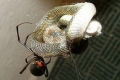 عناكب عملاقة وقاتلة تهاجم عرساً في قرية هندية