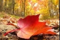 فصل الخريف يبدأ الجمعة ويستمر 89 يوم و22 ساعة و26 دقيقة