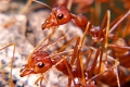 تجنيد كلاب في مكافحة النمل الناري في سيدني