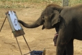 الفيلة تميز بين لغات البشر